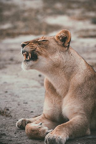 Photography Botswana Lion